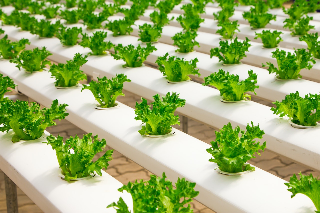 Why LED lights systems can be the future of the food industry
