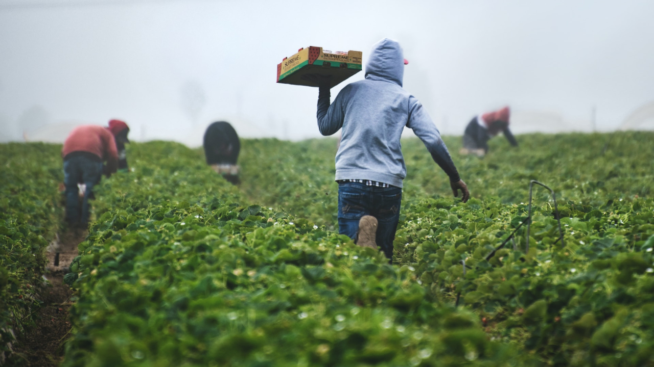 Planul UE pentru un sistem agro-alimentar european mai rezilient
