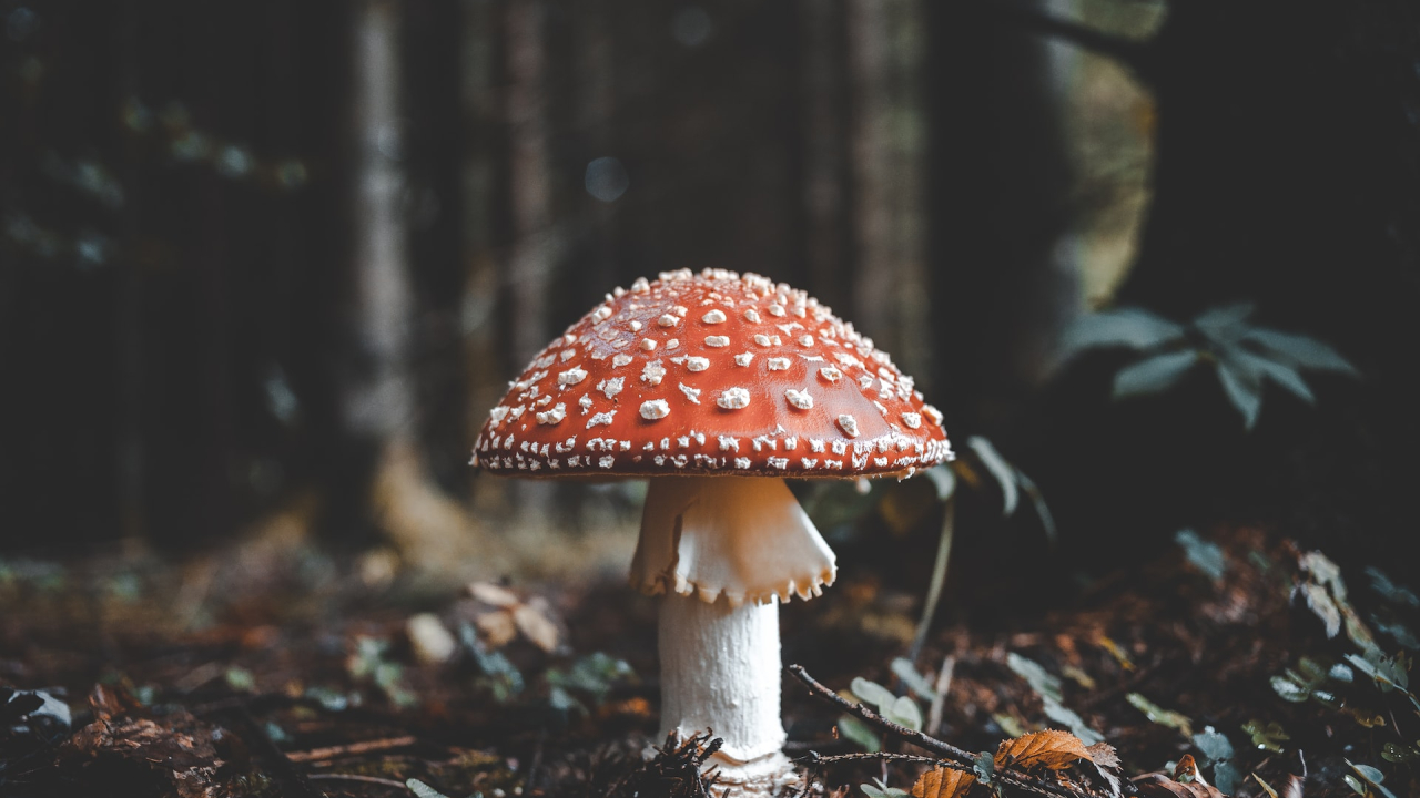 Mushrooms can help us remove large chunks of carbon, scientists say