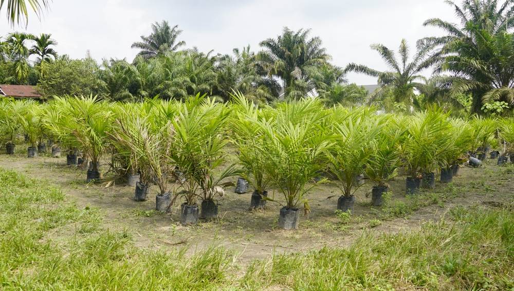 "Nature's services" can help us plant more sustainably in vulnerable areas