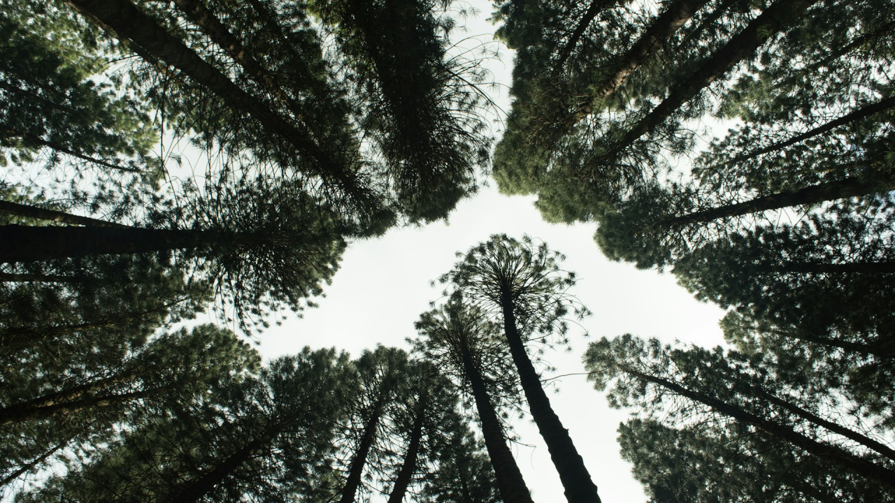 Mirova raises 195 million euros to protect and restore nature's ecosystems