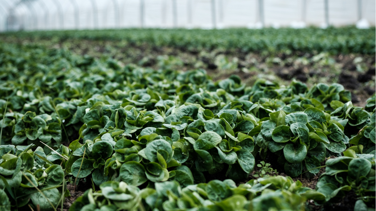 Smart greenhouses, the solution for food crisis
