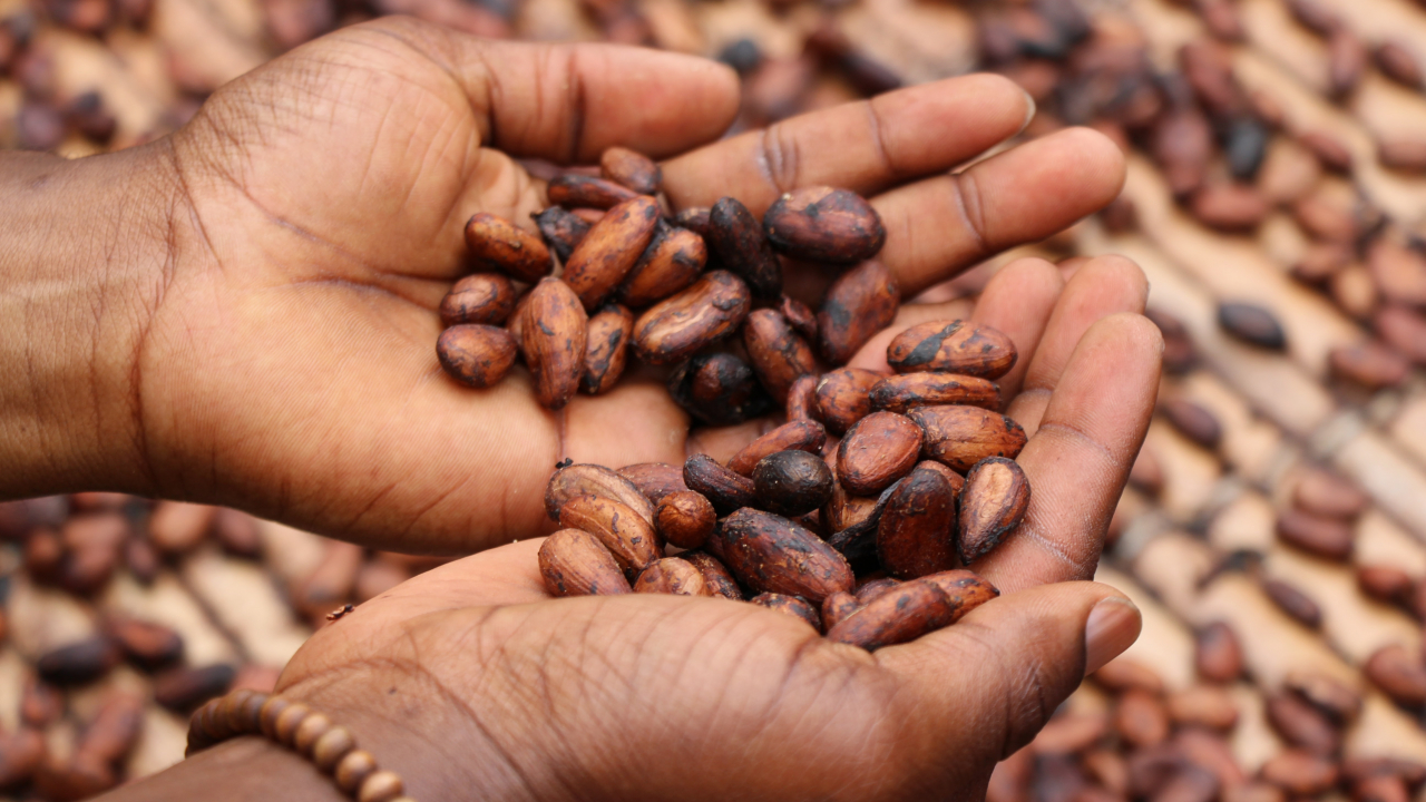 Ivory Coast uses technology for better cocoa traceability