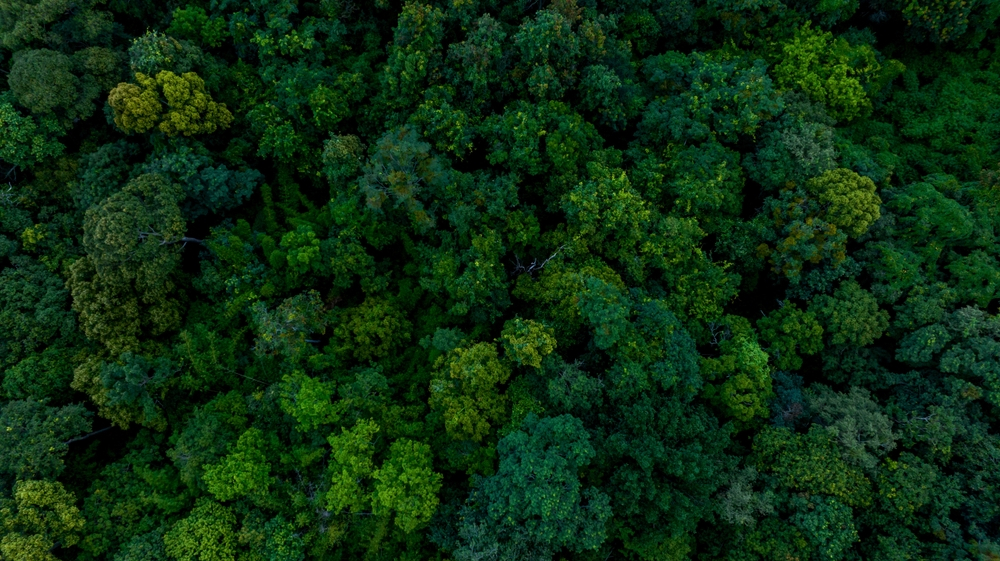 Startup-ul care ajută proiectele de conservare să plătească cu credite de carbon