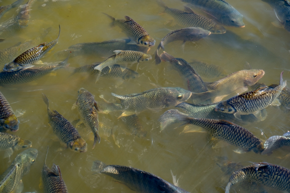 Peste 23.000 de specii de apă dulce riscă extincția