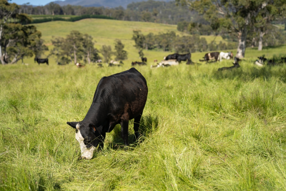 Este carnea de vită hrănită cu iarbă mai bună pentru planetă?