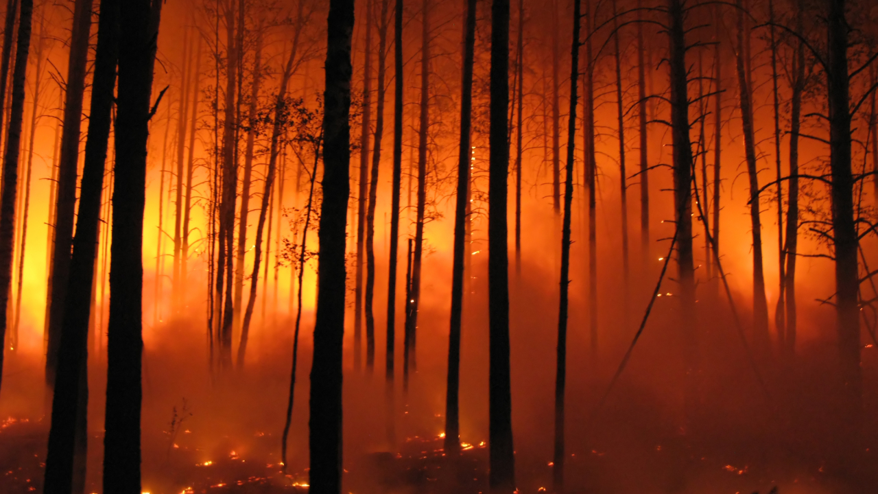 Incendiile de pădure ucid direct puțini oameni, dar fumul adaugă 1,5 milioane de victime anual