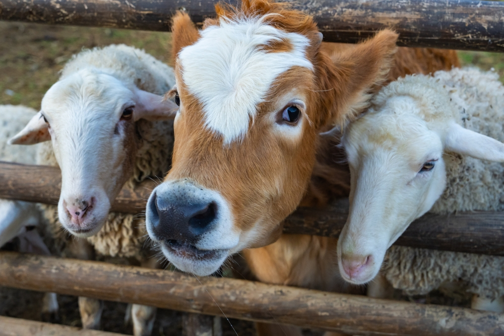 Boala vacii stresate: căldura extremă reduce producția de lapte la nivel global