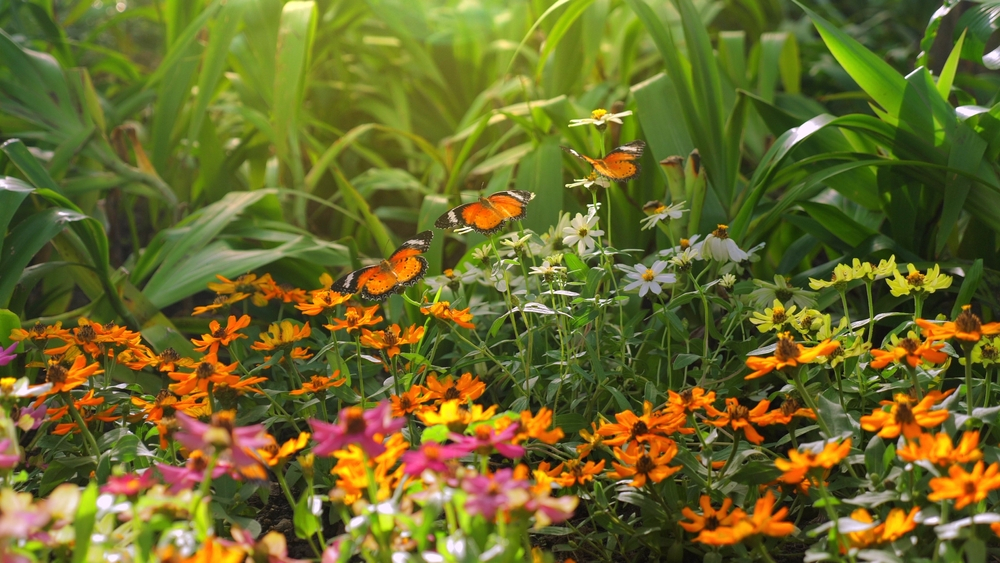 Cum duc activitățile umane la pierderea biodiversității