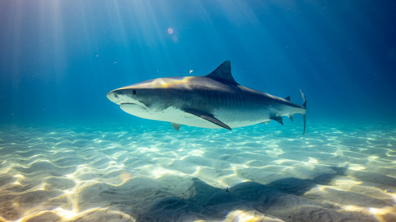 De ce au devenit rechinii mai furioși în urma încălzirii oceanelor