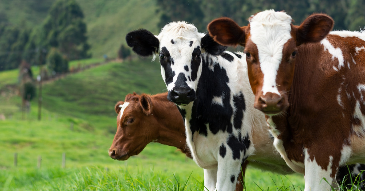 Low-emission cattle could be the sustainable future of food production