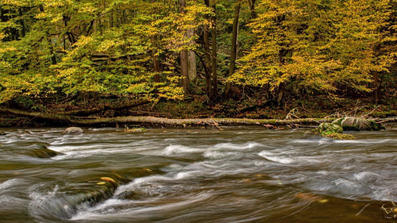 Rewilding Romania reconnects the aquatic ecosystems in Romania's Carpathians