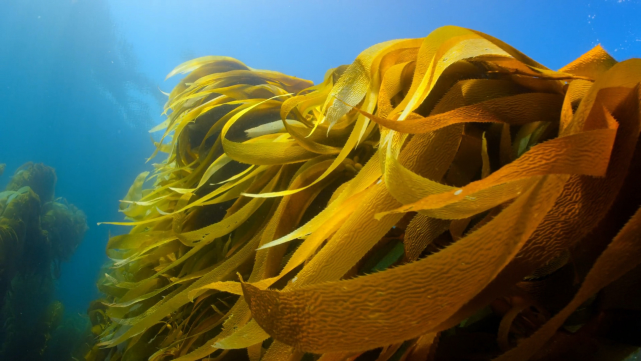 The rise in seaweed cultures, an unexpected help for our climate goals