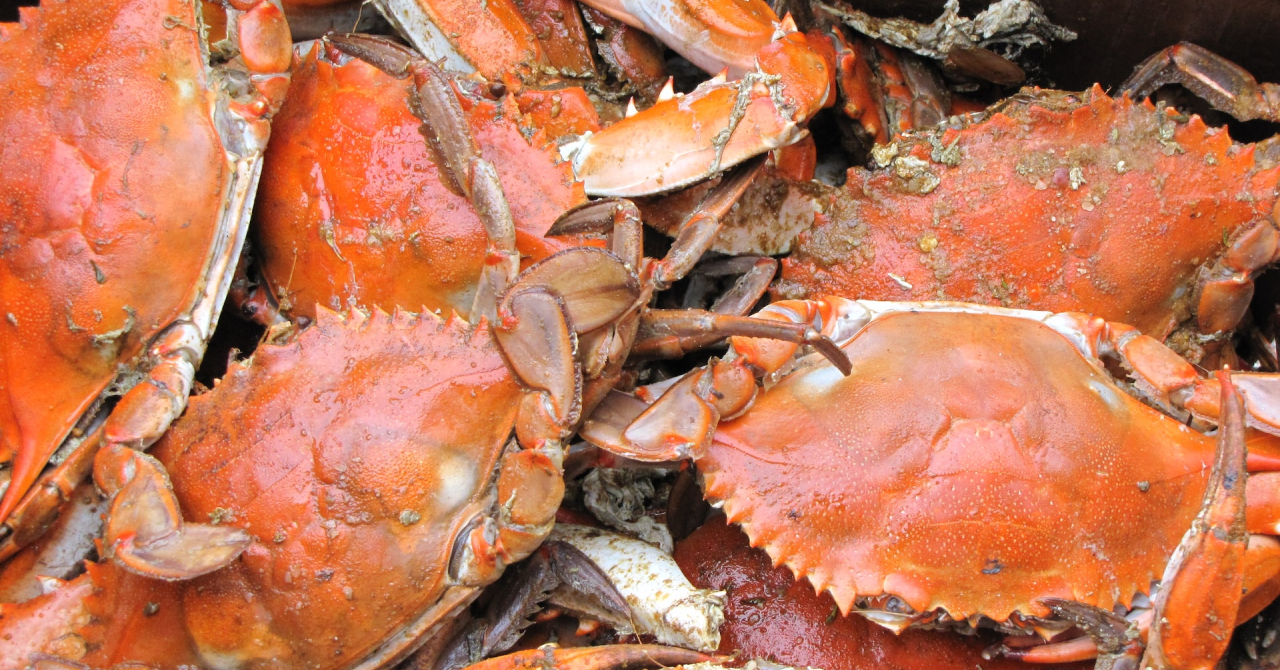 Crab shells could help us manufacture more sustainable batteries