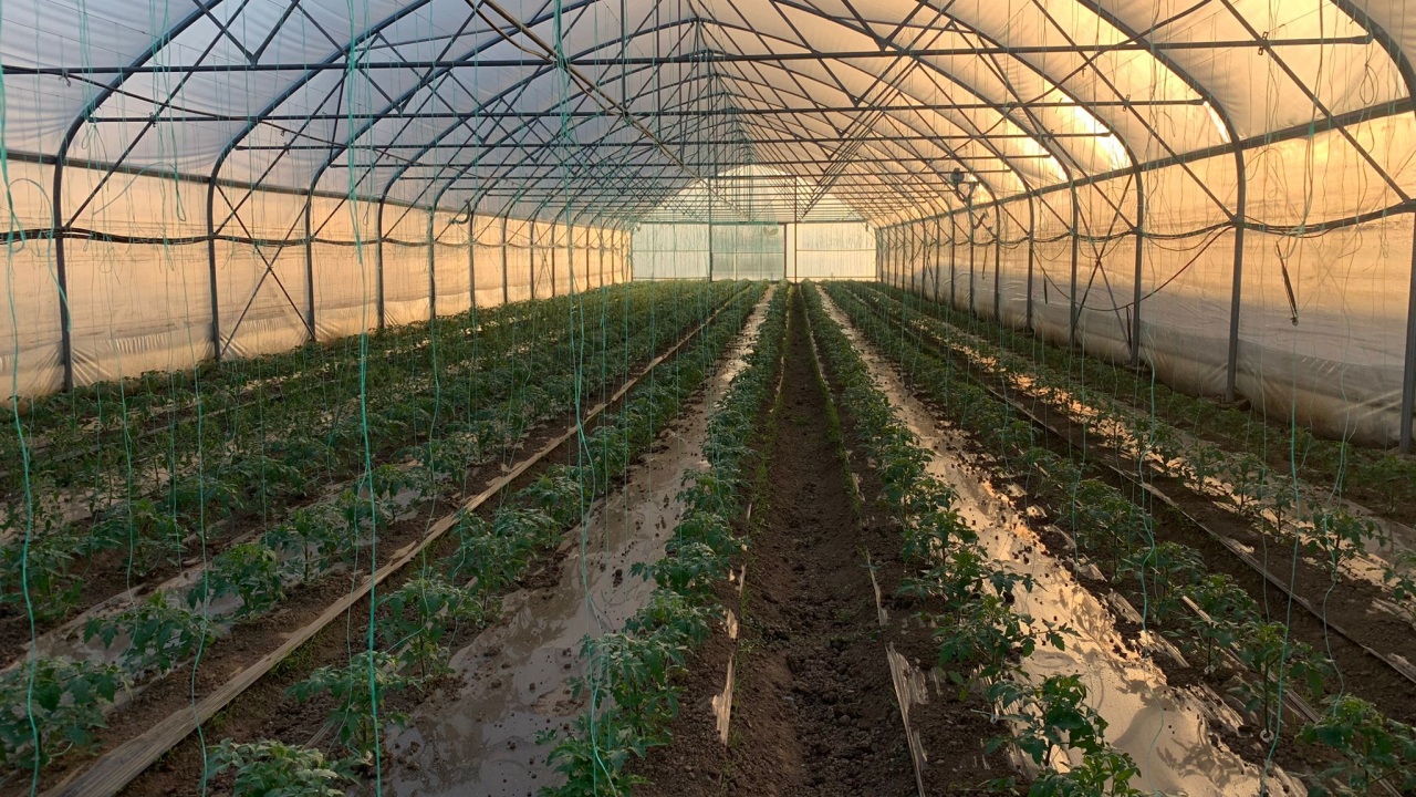 ”Bio”, de la trend la necesitate. Beneficiile agriculturii ecologice