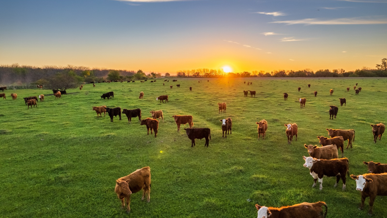 Danone, 7 mil. € pentru ferme de familie și agricultură regenerativă în Zimnicea