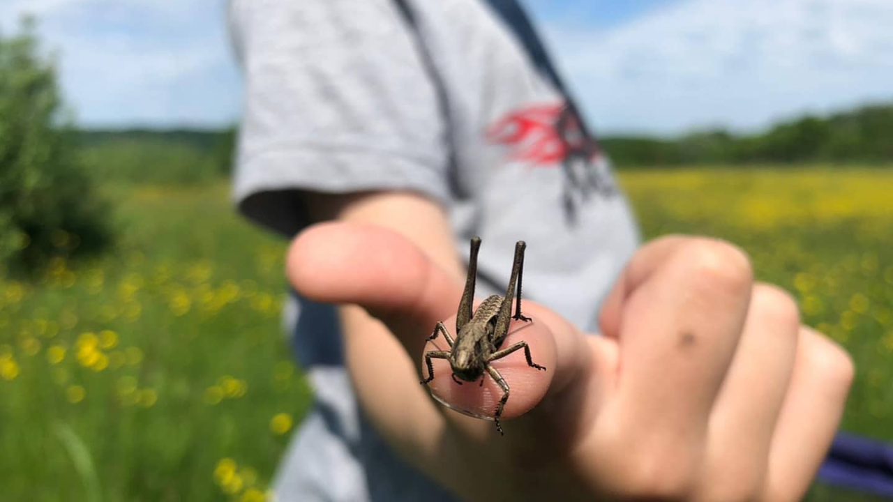 Ce este proiectul „Educație cu vedere la natură” de la Colinele Transilvaniei și cum ajută copiii