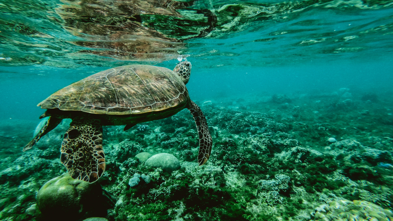 Poluarea cu plastic și braconajul, printre problemele oceanelor de pe glob