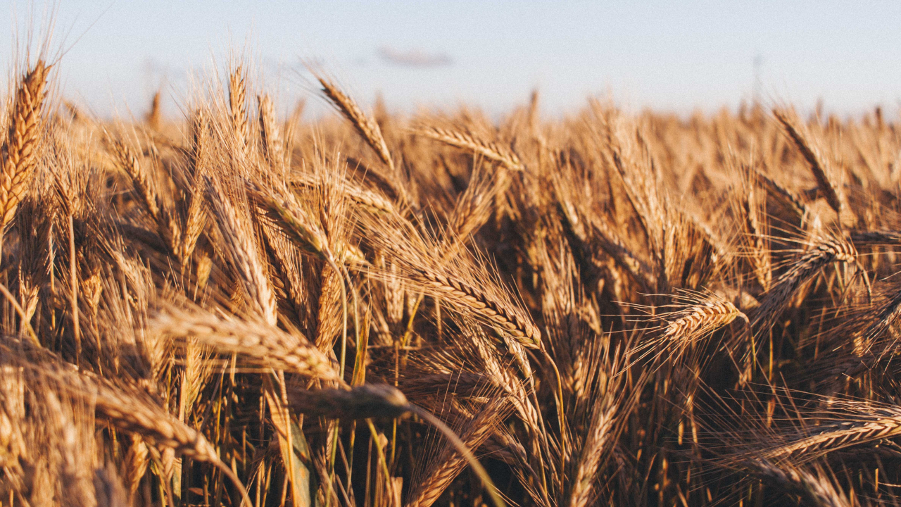 Experts fear that the Ukraine invasion could worsen the food crisis