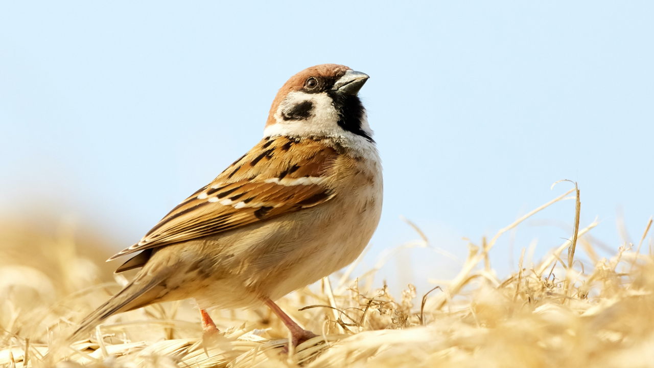 Deforestation threatens half of the world's bird species