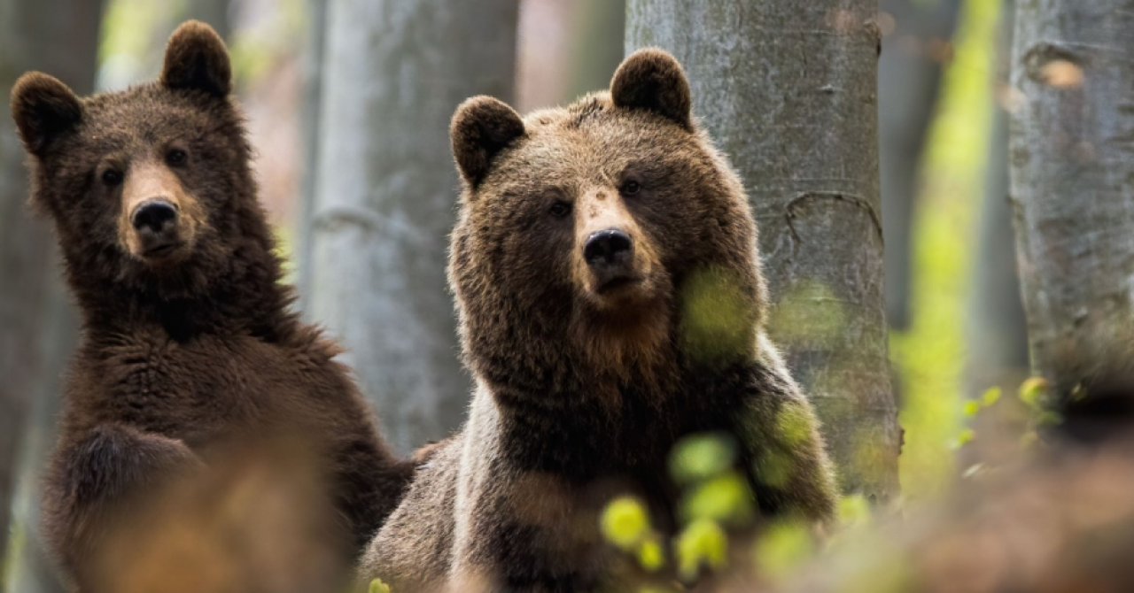Bear Right: unprecedented call for a new bear sanctuary in Romania
