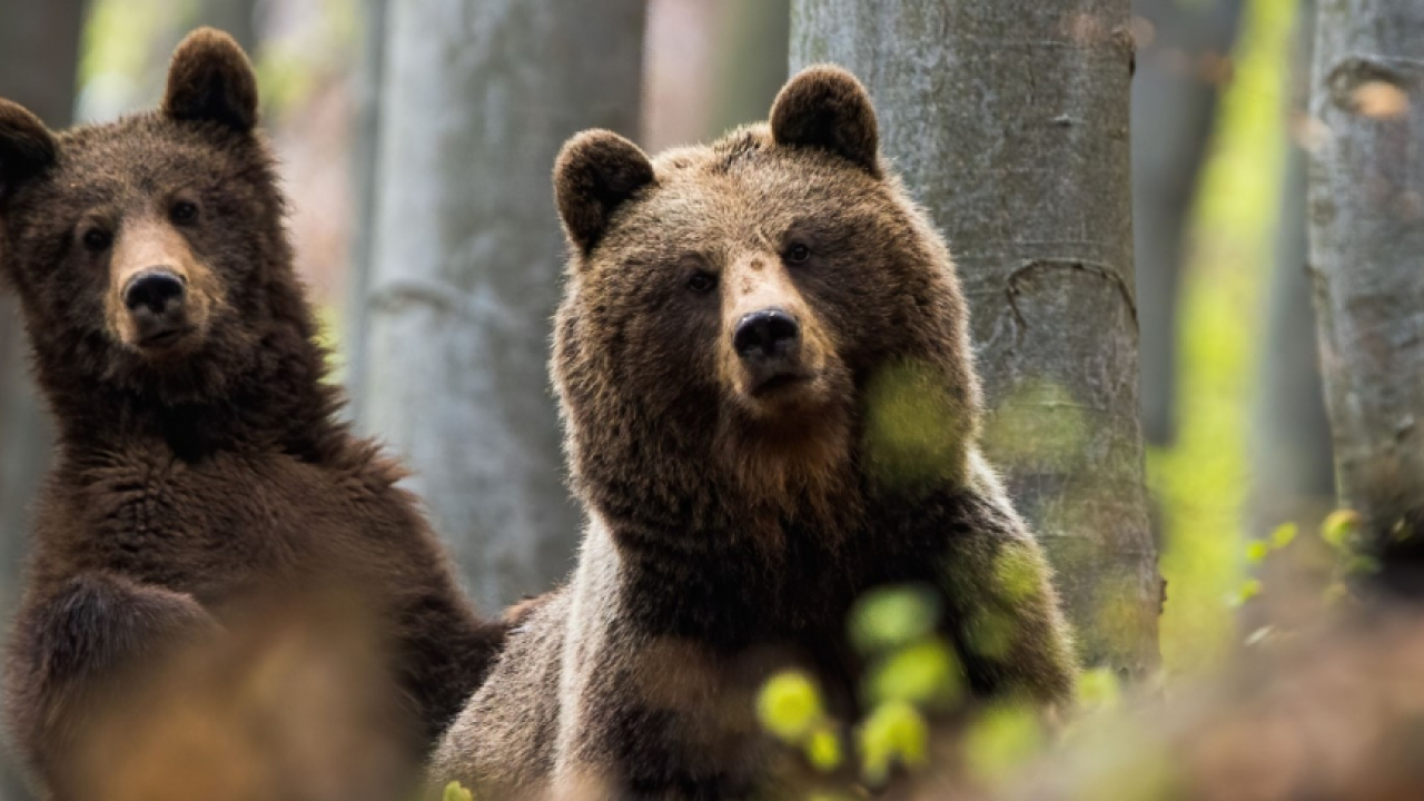 Bear Right: unprecedented call for a new bear sanctuary in Romania