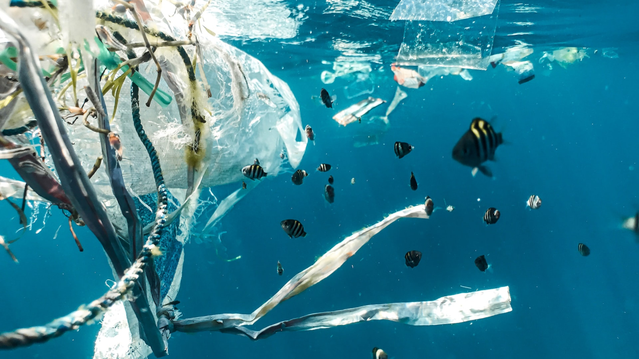 Some of the plastic waste in the ocean gets consumed by bacteria, scientists say