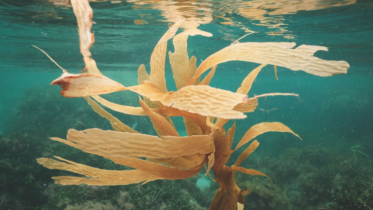 Your next burger could be wrapped in seaweed