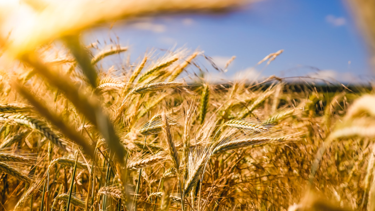 Microsoft and Bayer collaborate for a more transparent agri-food industry