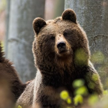 Bear Right: unprecedented call for a new bear sanctuary in Romania