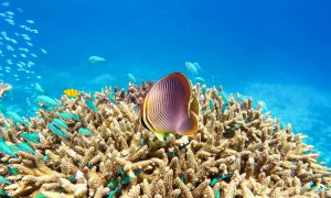 Australia promite 700 mil. de dolari pentru protejarea Marii Bariere de Corali