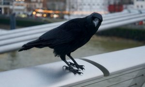 Crows, the surprising heroes of picking up cigarette butts from the cities