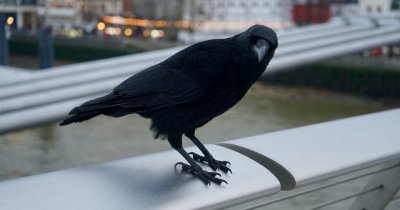 Crows, the surprising heroes of picking up cigarette butts from the cities