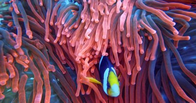 O încălzire globală de 1,5 °C va fi catastrofală pentru recifele de corali