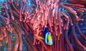 Global warming of 1.5°C will be catastrophic for coral reefs