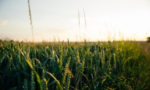 Noua investiție FieldSense promite informații meteo mai precise pentru fermieri