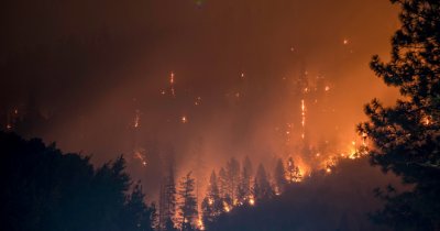 Wildfires continue to threaten wild forests around the world