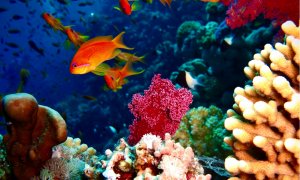 The Great Barrier Reef, in danger because of the global warming