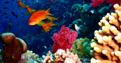 The Great Barrier Reef, in danger because of the global warming