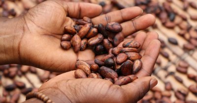 Coasta de Fildeș folosește tehnologia pentru trasabilitatea boabelor de cacao
