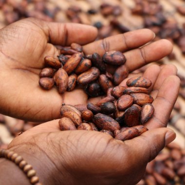 Ivory Coast uses technology for better cocoa traceability