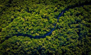 Programul care ajută la reîmpădurirea ”plămânului planetei”