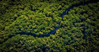Programul care ajută la reîmpădurirea ”plămânului planetei”