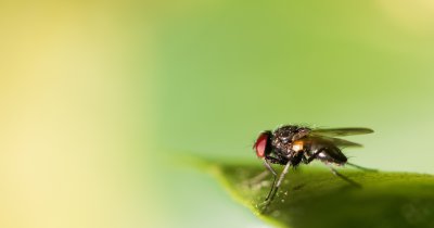 Better Origin face furaje pentru animale din deșeuri cu ajutorul insectelor