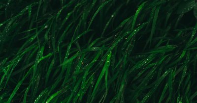 Algae could be an affordable and sustainable way of decarbonizing the atmosphere