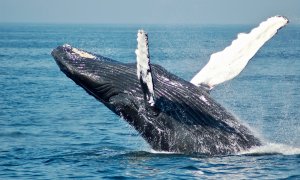 Poluarea fonică generată de navele de transport pune în pericol animalele marine
