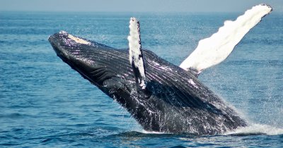 Poluarea fonică generată de navele de transport pune în pericol animalele marine