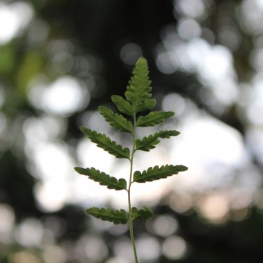 Helios, the eco-friendly startup, 9 mil. euro to limit global warming