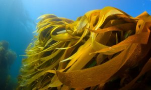 The rise in seaweed cultures, an unexpected help for our climate goals