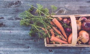 Plant-based protein could help with establishing food security